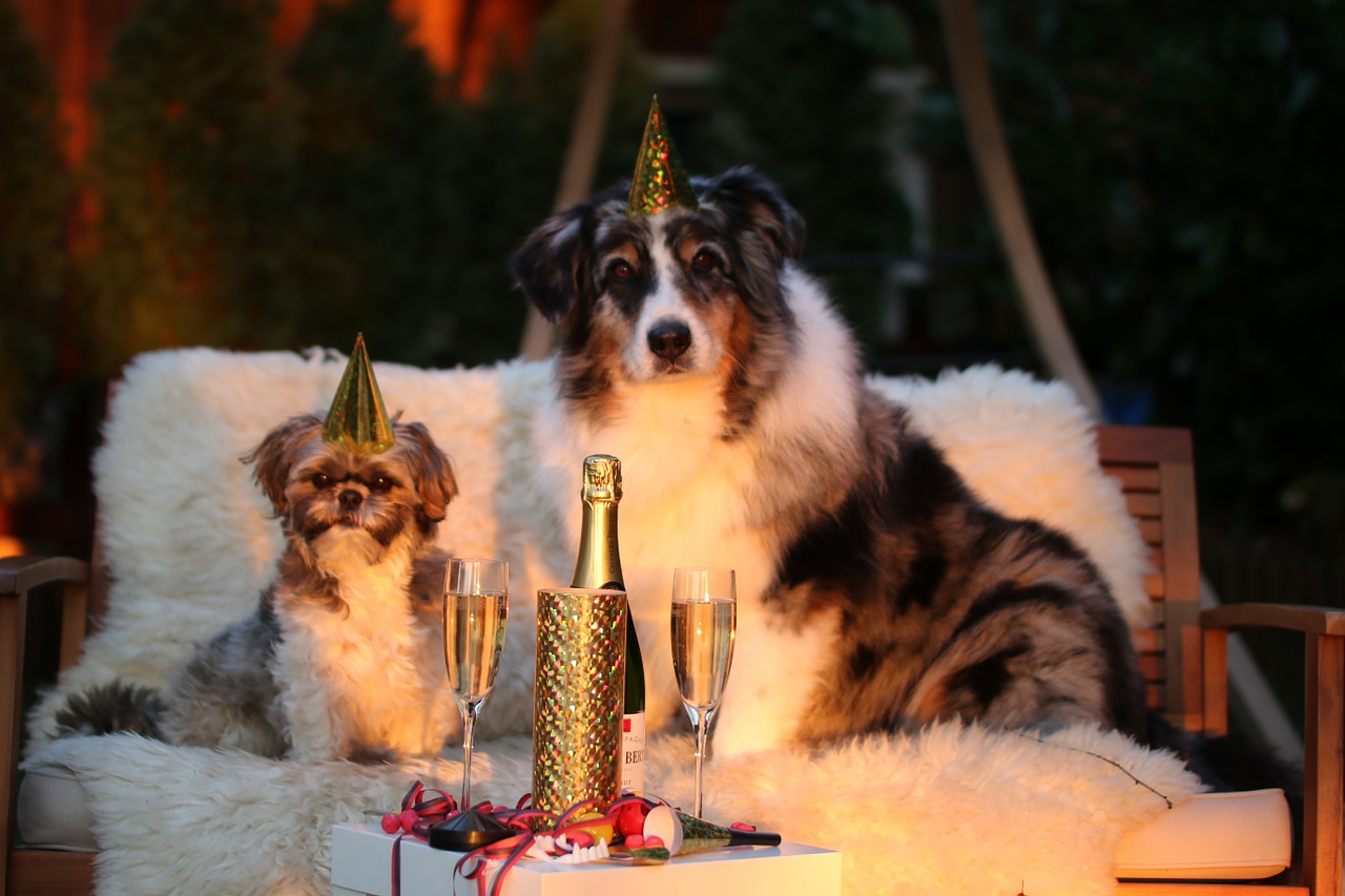 Dogs new year