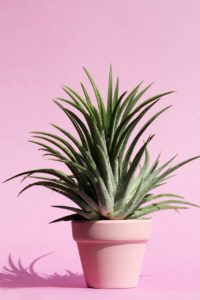 Pink pot plant